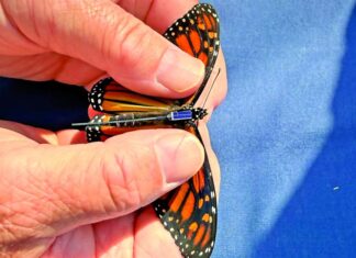 Colocan transmisores a mariposas monarca para rastrear su migración
