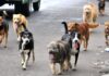 Calculan 25 millones de perros callejeros; muerden a 383 humanos al día