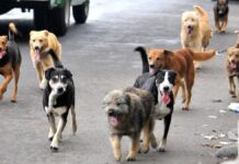Calculan 25 millones de perros callejeros; muerden a 383 humanos al día