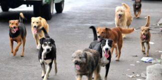 Calculan 25 millones de perros callejeros; muerden a 383 humanos al día
