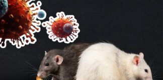 Científicos capturan 150 roedores en Ushuaia tras brote de hantavirus en crucero