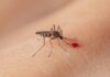 Se reportan 7 muertes y más de 3 mil casos de dengue en el país