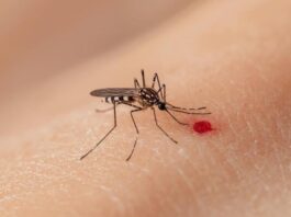 Se reportan 7 muertes y más de 3 mil casos de dengue en el país