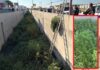 Así se veía la frondosa planta de marihuana sembrada en canal de la Teófilo Borunda