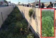Así se veía la frondosa planta de marihuana sembrada en canal de la Teófilo Borunda