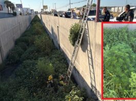 Así se veía la frondosa planta de marihuana sembrada en canal de la Teófilo Borunda