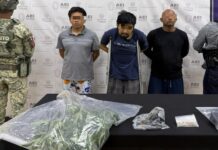 Cuidaban con esmero dos plantas de marihuana en domicilio