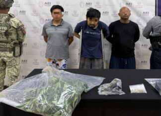 Cuidaban con esmero dos plantas de marihuana en domicilio